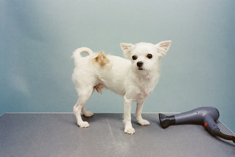 A small white dog half-way through a blow dry on a grooming table