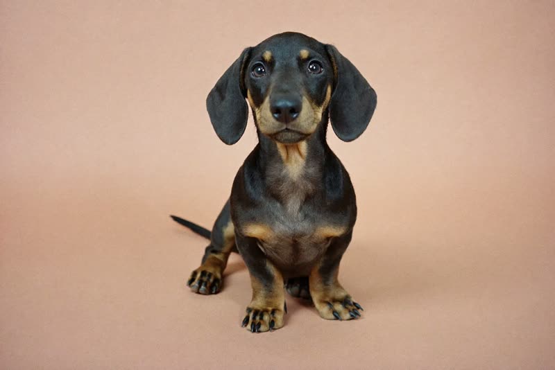 A dachshund puppy sitting on a pale peach backdrop