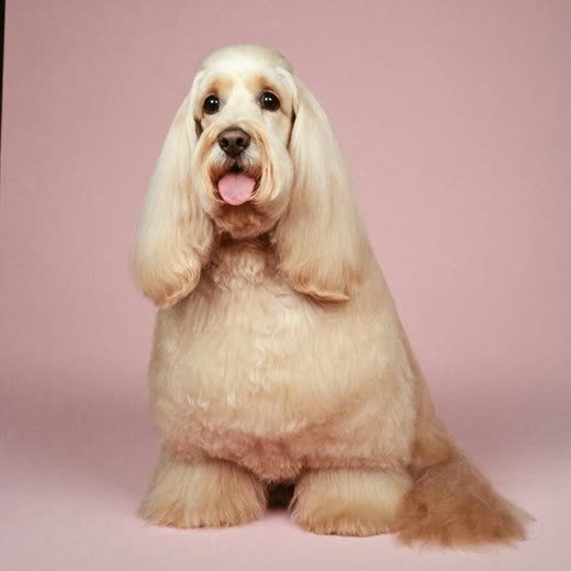 A freshly groomed cockapoo sitting on a pale pink backdrop