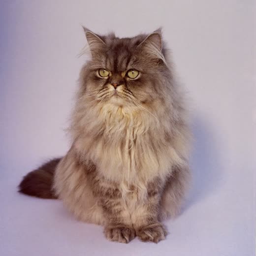 A brushed long-haired grey cat sitting on a pale lilac backdrop